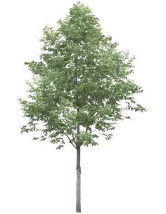 a small tree with green leaves on it's trunk and branches in front of a white background