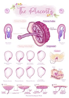 Student Midwife Studygram, Midwife Notes, Midwifery Notes, Obstetric Ultrasound, Pregnancy Illustration, Nursing School Inspiration, Diagnostic Medical Sonography