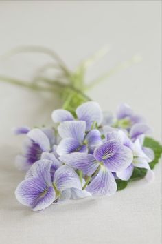 Lilac Lavender, I Love Flowers, Favorite Flower, African Violets, Purple Violet