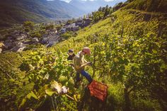 two people picking grapes in a field with mountains in the background