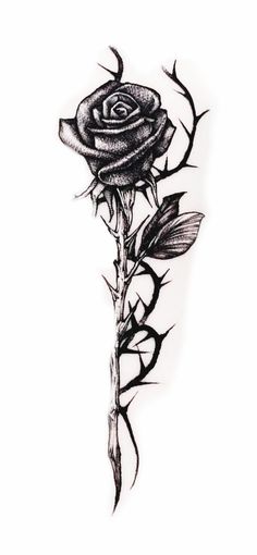 Rose Thorn Spine Tattoo, Black Rose With Thorns Tattoo, Rose Thorn Tattoo Vines, Gothic Rose Tattoo Design, Mens Spine Tattoo Ideas Unique, Thorned Rose Tattoo, Rose With Thorns Tattoo Design, Dark Filler Tattoo Ideas, Every Rose Has Its Thorn Tattoo