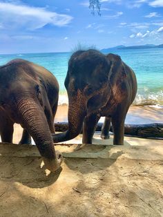 two elephants standing next to each other on a beach