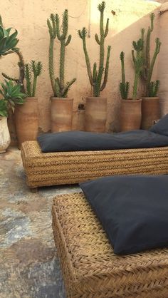 several potted plants are lined up against the wall next to wicker couches