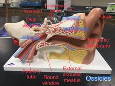 an image of a model of the human body with labeled parts on it's surface