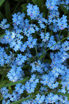 small blue flowers with green leaves in the foreground and on the top right corner