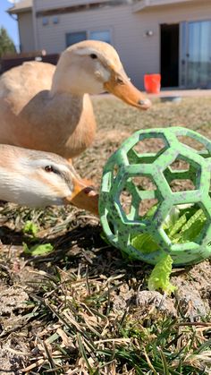 two ducks on the ground near a ball in the grass and another duck standing next to it