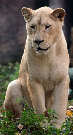 a large white lion sitting on top of a lush green forest filled with trees and leaves