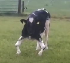 a black and white cow standing on top of a lush green field