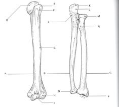 the bones and their major structures are labeled in this diagram, which shows the location of the lower limbs