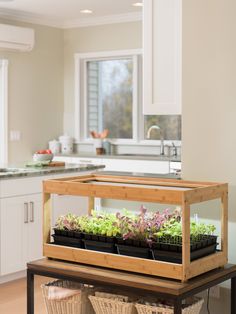 a kitchen filled with lots of plants on top of a table