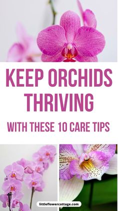 These tips will help you to care for your orchids the right way and make sure they grow and bloom as best as they can Care Of Orchids, Caring For Orchids, Flowers That Attract Butterflies, Growing Lavender, Courtyard Gardens Design