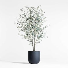 a plant in a black vase on a white background