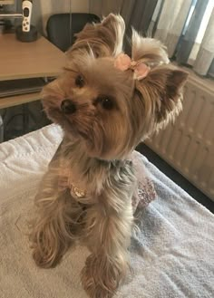 a small brown dog sitting on top of a bed