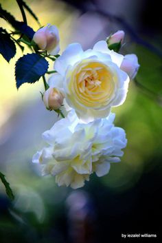 white and yellow roses are blooming in the sun on a sunny day with green leaves