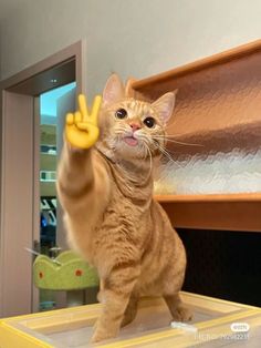 a cat standing on top of a yellow box with its paw up in the air