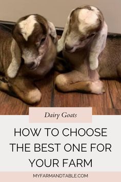 two baby goats sitting next to each other on the floor with text overlay saying how to choose the best one for your farm