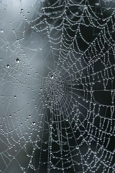 dew covered spider web with drops of water on it's back droplet and black background