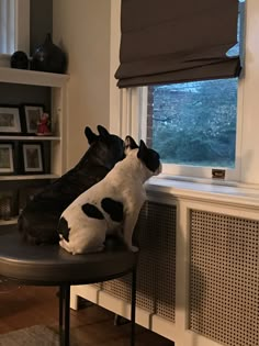 two black and white dogs sitting on top of a table next to a windowsill