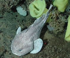 a fish that is laying on the ground