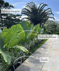 an outdoor garden with lots of plants and trees in the background, including large leaves