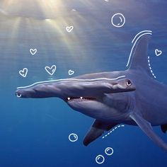 a dolphin swimming in the ocean with bubbles and hearts