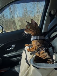 a cat sitting in the back seat of a car