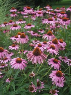 many pink flowers are growing in the grass