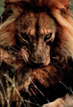 a close up of a lion laying in the grass