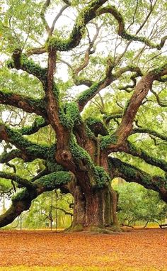 an old tree with moss growing on it's branches in a park, surrounded by trees