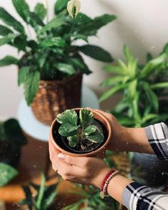 a person holding a potted plant in their hand