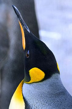 a close up of a penguin with it's head turned to the side and its mouth open