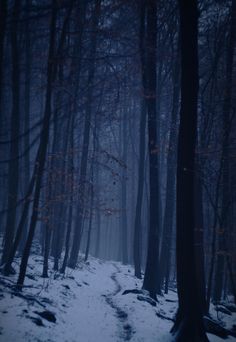 a path in the woods with snow on the ground and trees around it at night