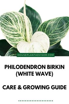 philoderon birkinn white wave care and growing guide for houseplants