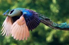 a blue and pink bird flying through the air