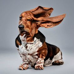 a brown and black dog sitting on top of a white floor next to a gray background