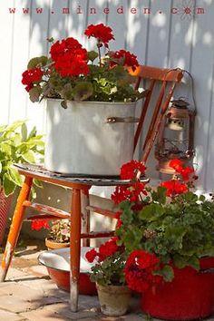 red flowers are growing in buckets on the patio