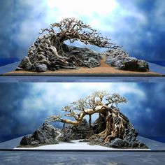 two views of a bonsai tree on display in a glass case with blue sky and clouds behind it