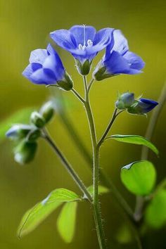 a blue flower with green leaves in the foreground and a blurry background behind it