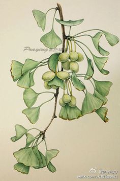 a painting of leaves and berries on a branch