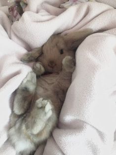 a small rabbit is laying on its back under a pink blanket with it's paws in the air