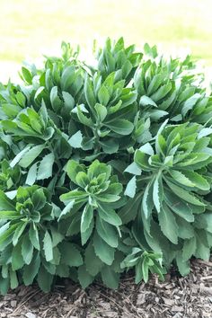 a close up of a plant with green leaves on it's bushy edges