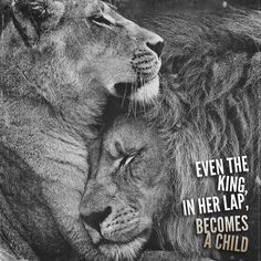 two lions cuddling each other with the caption even the king in her lap becomes a child