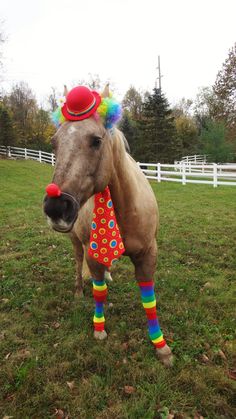 a brown horse wearing colorful socks and a clown hat on top of it's head