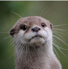 an otter looking up at the camera