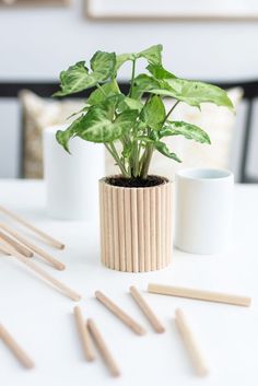 a potted plant sitting on top of a white table next to chopsticks