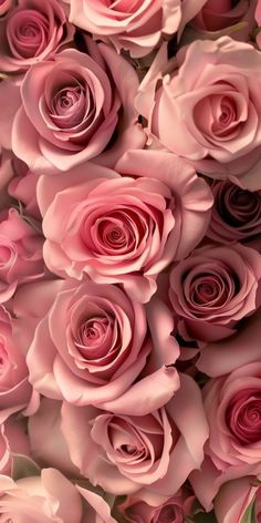 many pink roses are arranged together