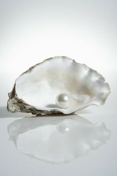 an oyster shell with a pearl in the center on a reflective surface, against a white background