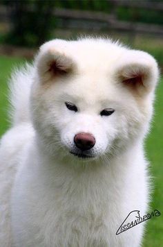 a close up of a white dog on a grass field