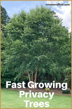 a tree with the words fast growing privacy trees