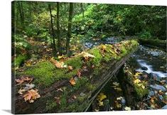 a mossy log in the middle of a stream surrounded by trees and leaves on the ground